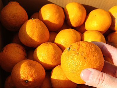 No.023　愛媛県産　ご家庭用　媛デコ（不知火）　3ｋｇ