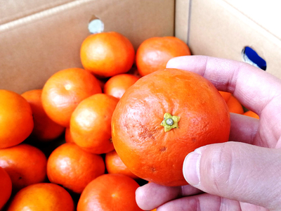 No.024　愛媛県産　ご家庭用　アンコールオレンジ　3ｋｇ