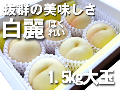 岡山産　白麗桃　1.5ｋｇ 1箱　　夏ギフト【出荷時期】8月下旬