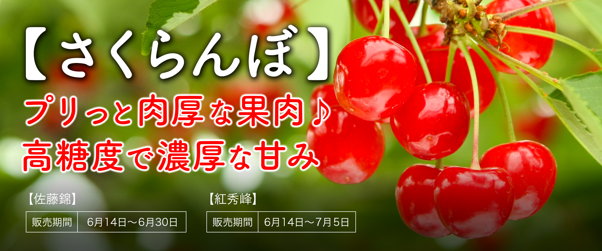 はちやのさくらんぼ はちや果樹園