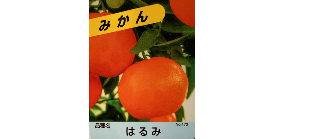 はるみ みかん 4年生 実つき！ 特大苗木