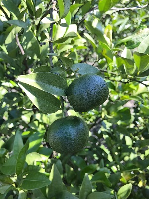 シークワーサー 2年生苗木 | 儀長農園e−ショップ ◇送料無料