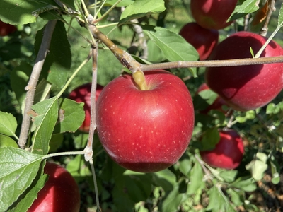 紅玉　赤秀～４０玉　９ｋｇ（２段詰め）