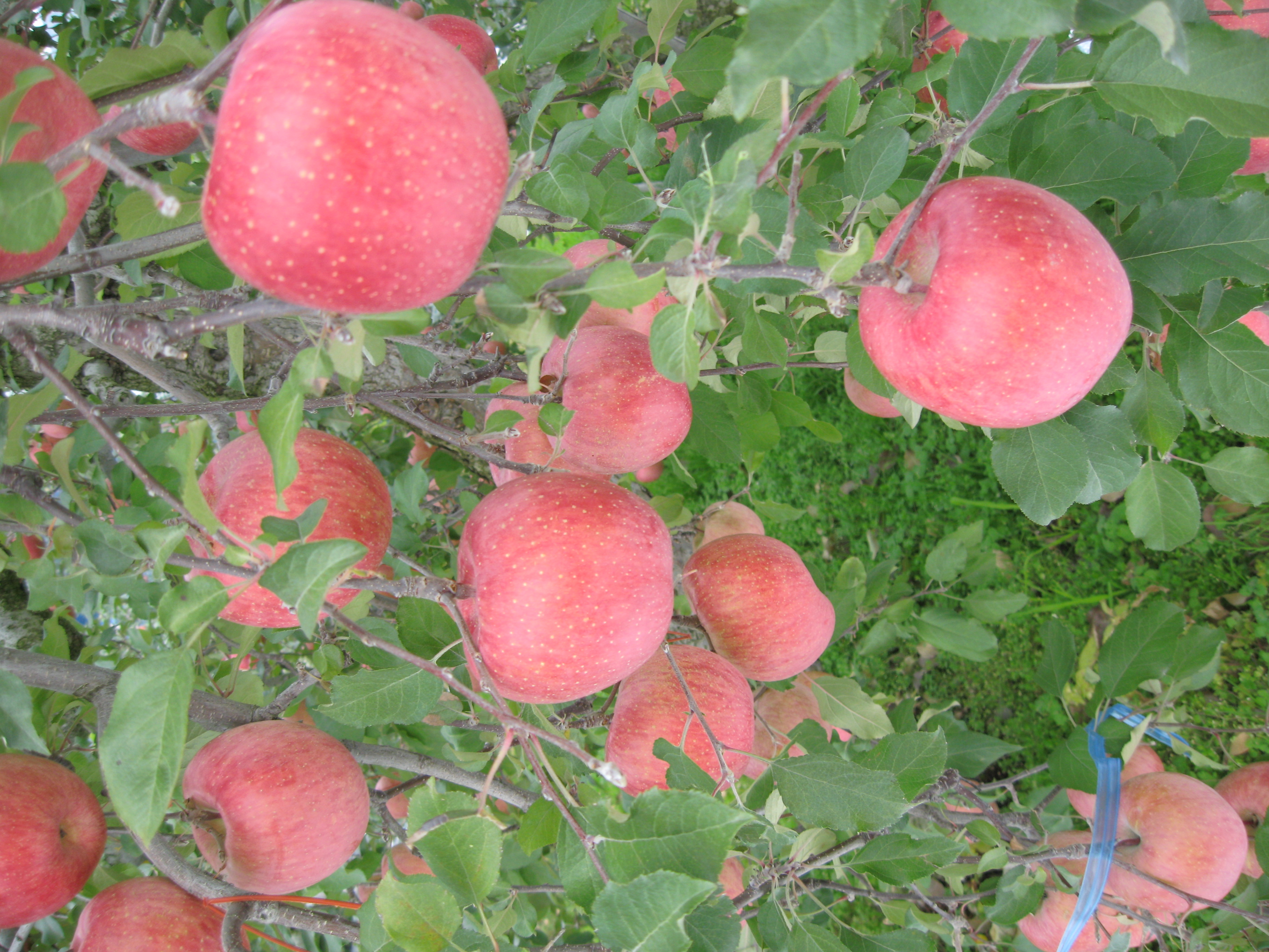 共和園芸農業協同組合 りんご サンふじ | 共和園協ネットショップ