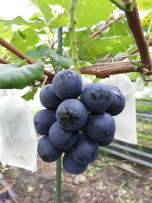 ナガノパープル　１箱２kg（自宅用）