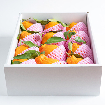 愛知県蒲郡産 樹熟デコポンLL　12玉【A】