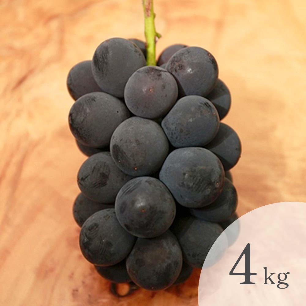 【農家直売】種なし巨峰 粒 約4kg （粒のみの量）② 種なし巨峰 4kg｜shiba grape farm | shiba