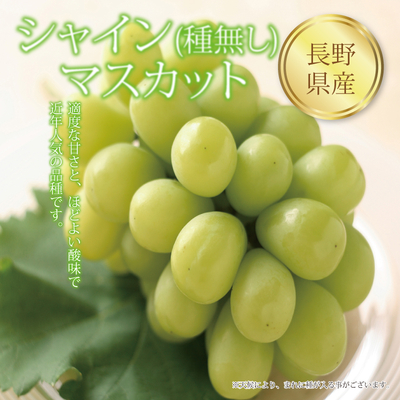 【ネットストア限定】長野県産　シャインマスカット（種無し）　適度な甘さと、ほどよい酸味で近年人気の品種。