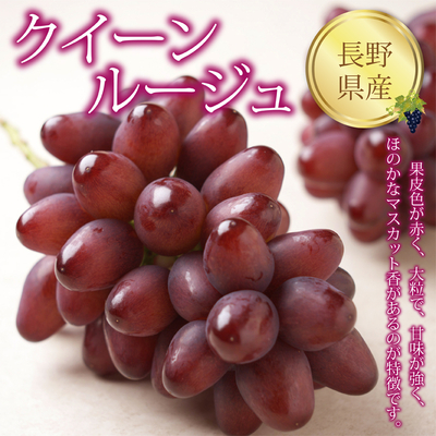 ネットストア限定【長野県産　クイーンルージュ】果皮色が赤く大粒で甘味が強くいのが特徴です。（550g）
