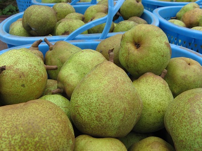 ラ・フランス　秀　５㎏