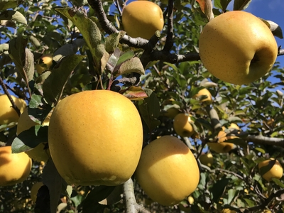 しなのゴールド　秀　３ｋｇ