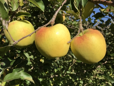 ぐんま名月　秀３ｋｇ