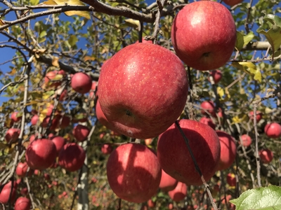 サンふじ　特秀３ｋｇ　１３玉詰め　小玉