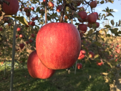 サンふじ　秀１５ｋｇ ７５玉、小玉。