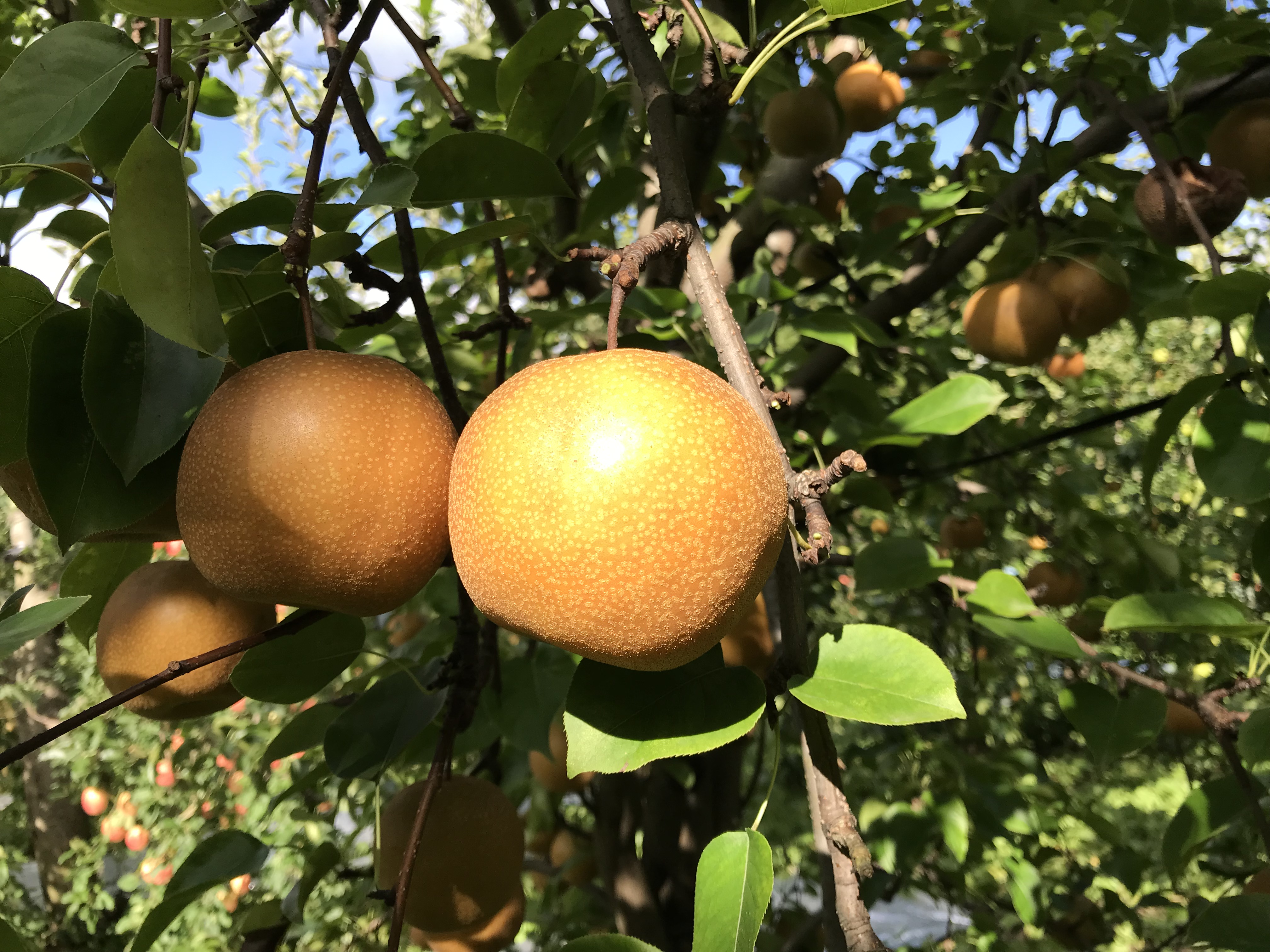 ⚠️ Rosegarden⚠️茨城県産　梨/甘ひびき　秀品/10キロ 愛知県安城市 糖度13度以上の梨 「甘ひびき」 | ☆ヒツジのとっ