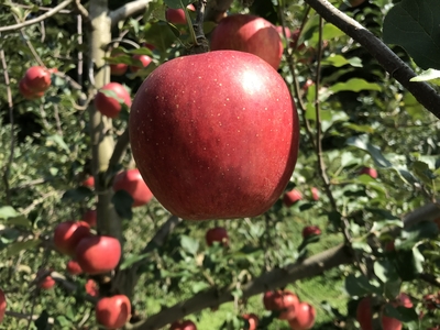 しなのスイート　秀３㎏