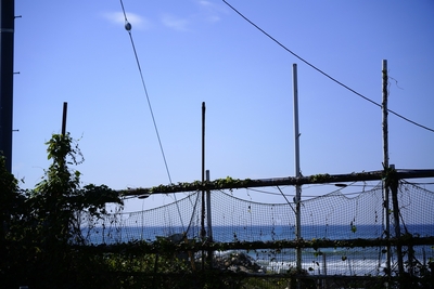 作品プリント『PHOTOSAI』Vol.50（P12）