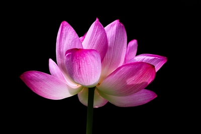 作品プリント『PHOTOSAI』Vol.50（P20）