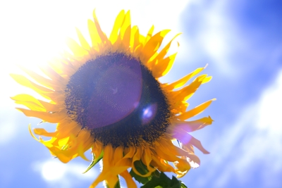 作品プリント『PHOTOSAI』Vol.50（P24）