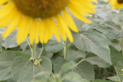 作品プリント『PHOTOSAI』Vol.50（P26）