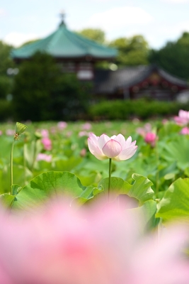 作品プリント『PHOTOSAI』Vol.50（P27）