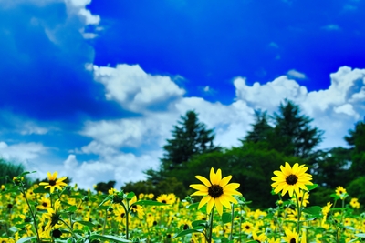 作品プリント『PHOTOSAI』Vol.50（P28）