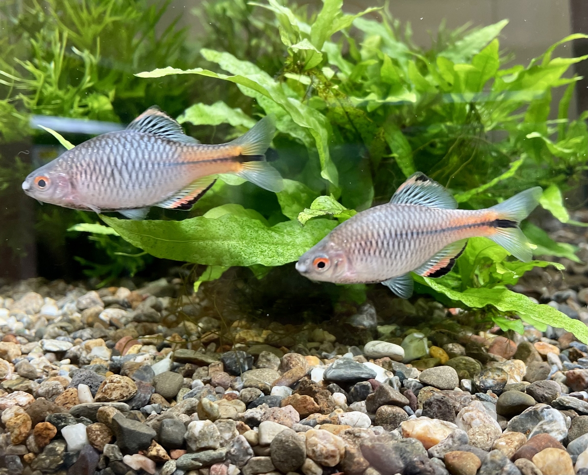 タイワンタナゴ 1ペア+1匹 ひばり観賞魚