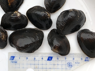 二枚貝・巻き貝 ひばり観賞魚