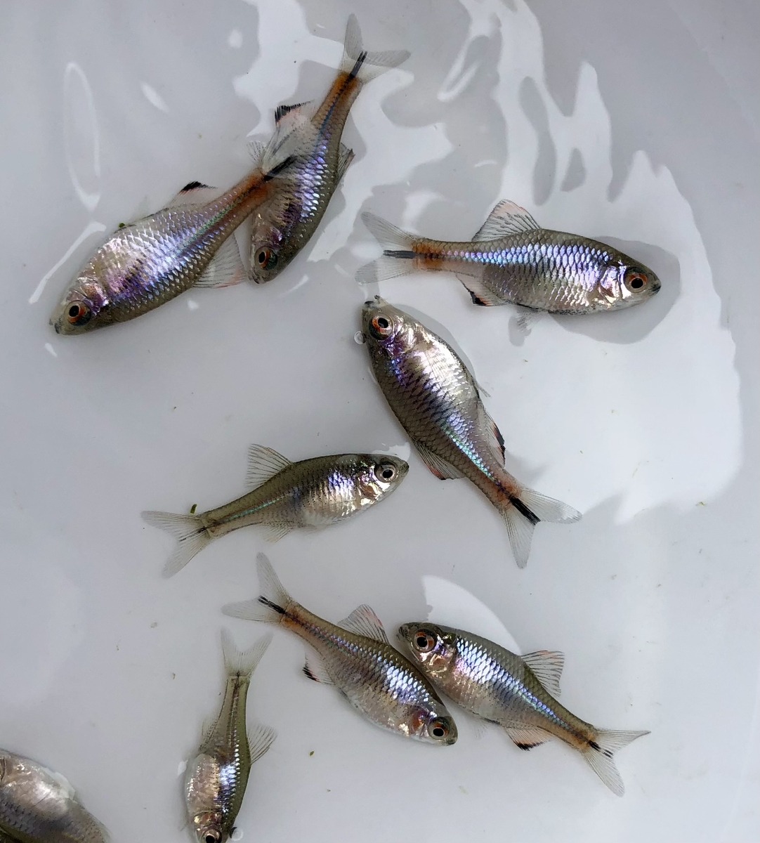 タナゴ稚魚育て方 | タナゴ 幼魚期 – ITXKRQ