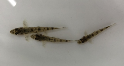 特価　カマツカ　Sサイズ　10匹