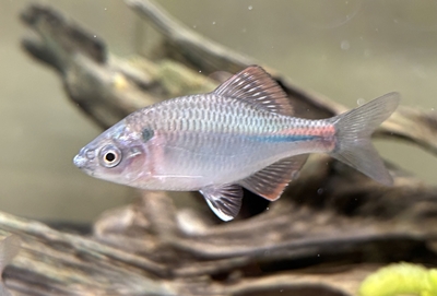 アカヒレタビラ　3匹