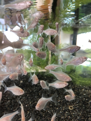 アルビノバラタナゴ　1ペア