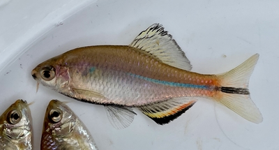 黄鰭タイワンタナゴ　稚魚5匹