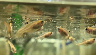 イエローバラタナゴ　稚魚5匹