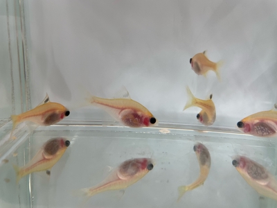 透明鱗イエローバラタナゴ　Sサイズ　3匹