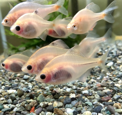 イエロー透明鱗バラタナゴ　1ペア