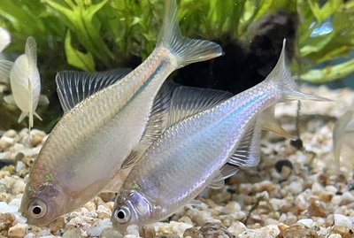 シロヒレタビラ　4cm前後　3匹