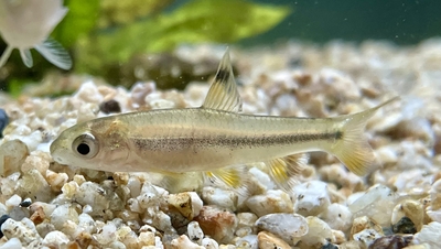 カワヒガイ　Sサイズ　1匹