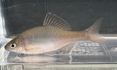 中国タナゴ　sp 1ペア