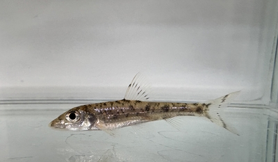 ズナガニゴイ　Sサイズ　1匹