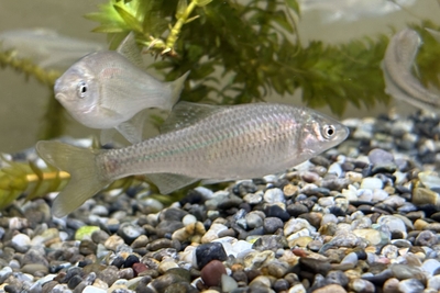 イチモンジタナゴ　4〜6cm 3匹