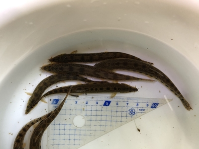 シマドジョウ　XLサイズ5匹