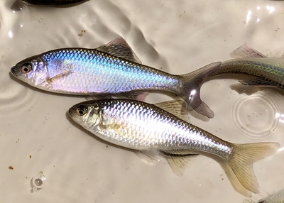 ひばり観賞魚 タナゴ、ドジョウなど日本産淡水魚の通信販売店