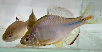 ひばり観賞魚 タナゴ、ドジョウなど日本産淡水魚の通信販売店