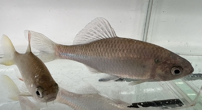 ひばり観賞魚 タナゴ、ドジョウなど日本産淡水魚の通信販売店