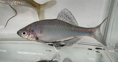 ひばり観賞魚 タナゴ、ドジョウなど日本産淡水魚の通信販売店