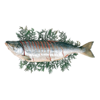 込凍SC−8/2779山漬秋鮭（姿切身）