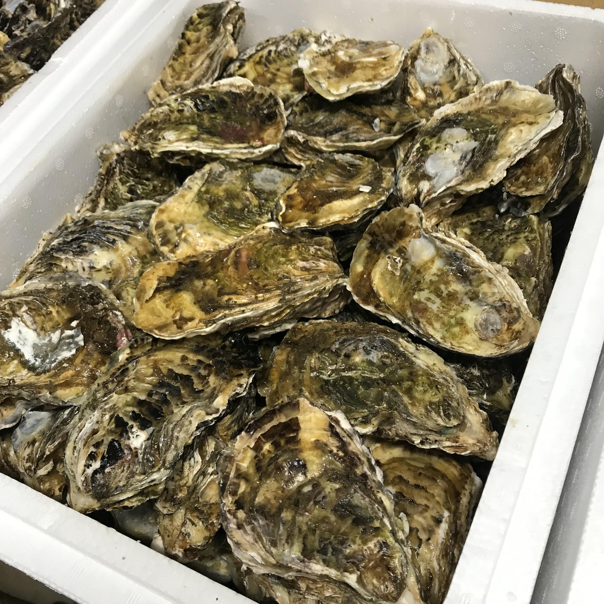 BBQに牡蠣】【生牡蠣】三重県産 生食用 殻付き 浦村かき MLサイズ70個