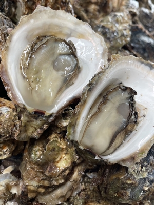 三重県産 生食可 Sサイズ岩牡蠣 （Sサイズ100～150g）10個