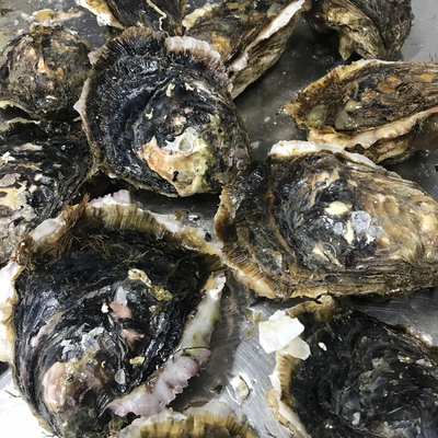 三重県産 生食可 Mサイズ岩牡蠣（Mサイズ150～200g）10個